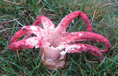 Clathrus archeri